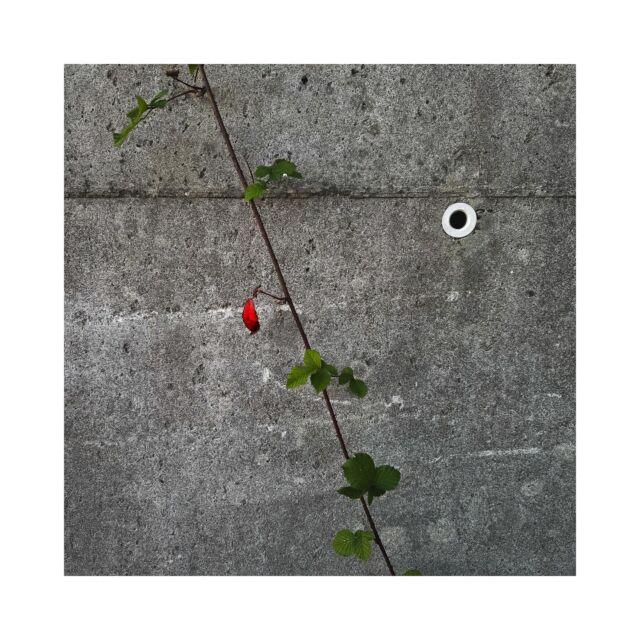 #microcosm #quartier
.
.
.
.
.
#art #photography #photo #artphoto #artphotography #abstract #minimalism #streetphotography #iphoneography #iphone16pro #iphone #quimper #somewheremagazine #gominimalmag #gominimalmagazine #nowness @somewheremagazine @gominimalmagazine @nowness @letelegramme @cote.quimper @ouestfrance @ouestfrance.bretagne @ouestfrancequimper